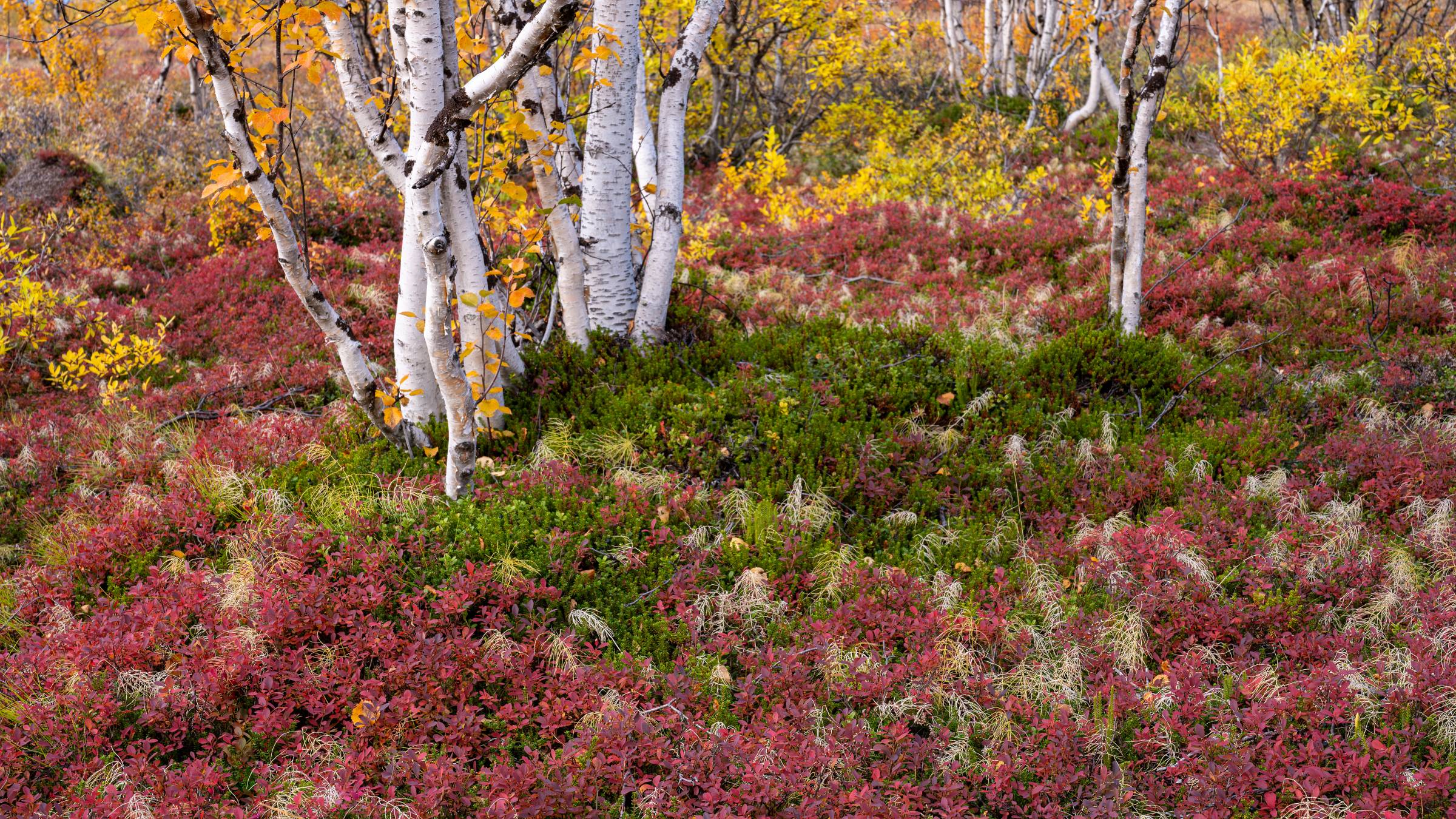 Lappland birches